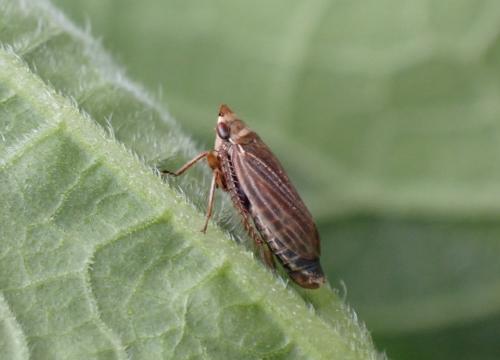 Aphrodes (bicinctus-makarovi)